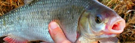 язь. Фото 277.