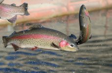 форель радужная. Фото 280.