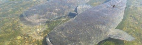 сом. Фото 285.