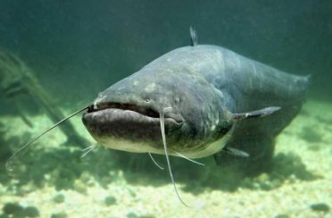 сом. Фото 290.