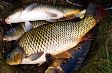 сазан. Фото 328.