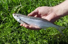 чехонь. Фото 374.