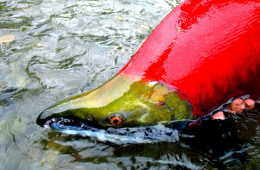 нерка. Фото 449.