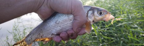 подуст. Фото 469.