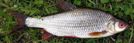 тарань. Фото 498.