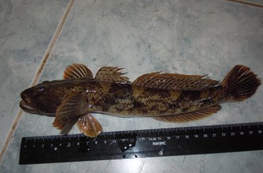 бычок-кнут. Фото 525.