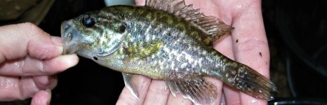 вармоус. Фото 536.