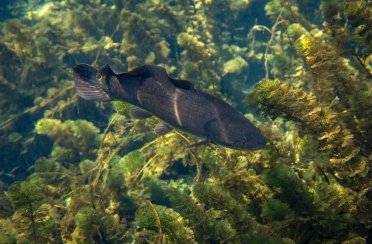 амия. Фото 54.