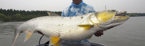 желтощёк. Фото 552.