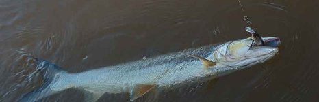 желтощёк. Фото 555.