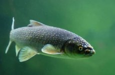 вырезуб. Фото 573.