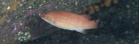 губан-лапина. Фото 635.