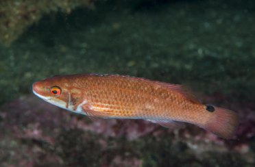 губан-лапина. Фото 636.