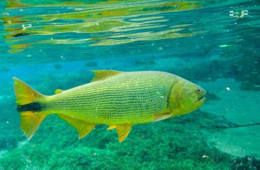 дорадо золотой. Фото 645.