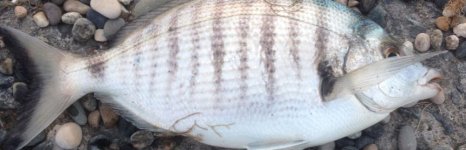 зубарь обыкновенный. Фото 690.