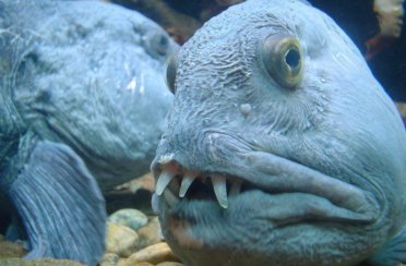 зубатка полосатая. Фото 698.