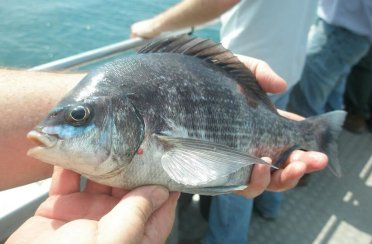 карась-многозуб морской. Фото 721.