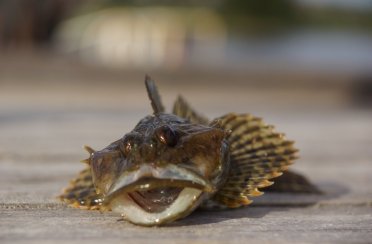 керчак европейский. Фото 731.