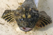 керчак европейский. Фото 733.