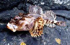 керчак европейский. Фото 736.