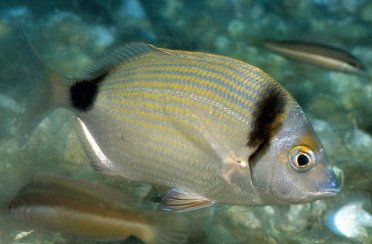 клюворыл. Фото 748.