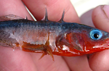 колюшка трехиглая. Фото 751.