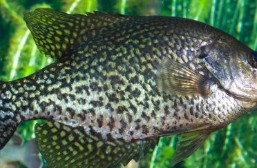 крэппи чёрный. Фото 794.