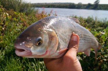 кутум. Фото 798.