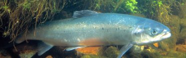 лосось благородный. Фото 828.