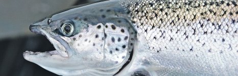 лосось озёрный. Фото 843.