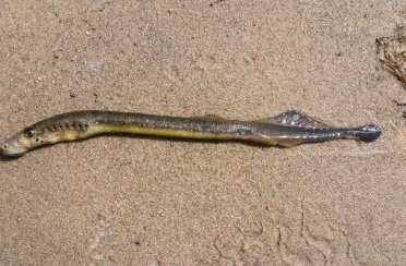 минога речная. Фото 856.