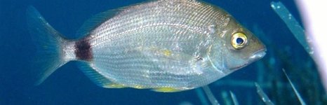 морской карась-ласкирь. Фото 889.