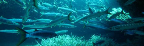 барракуда европейская. Фото 92.