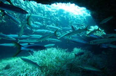 барракуда европейская. Фото 92.