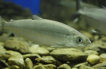 омуль байкальский. Фото 925.