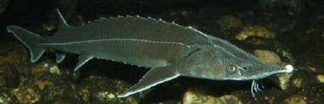 шип. Фото 945.