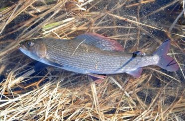 хариус байкальский. Фото 995.