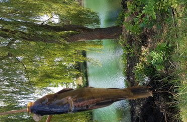 Ива. Фото 10000.