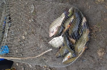 Ива. Фото 10016.