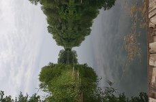 Ива. Фото 10018.