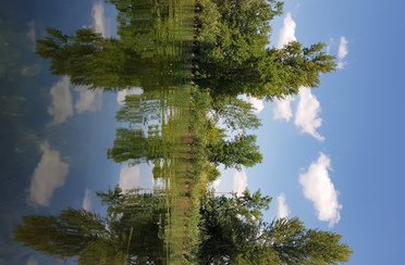 Ива. Фото 10023.