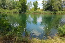 Ива. Фото 10024.