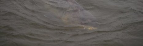 Дедушкин Хутор. Фото 1004.