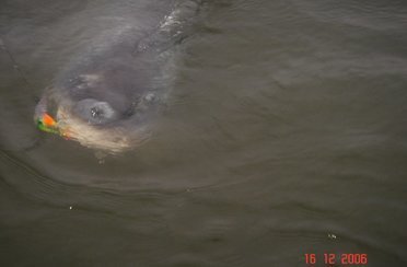 Дедушкин Хутор. Фото 1005.