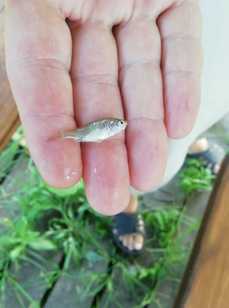 Радищевские Пруды. Фото 10051.