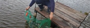 Березовый берег. Фото 10120.
