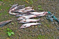 Рыбалка на щуку и хариуса в Архангельской области. Фото 10199.