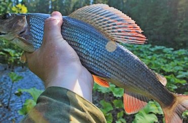 Рыболовные туры на хариуса. Фото 10221.