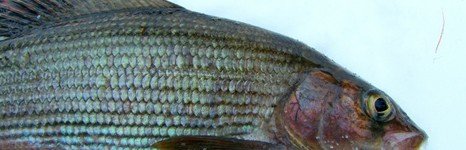 Рыбалка на хариуса. Весенняя подлёдная.. Фото 10239.