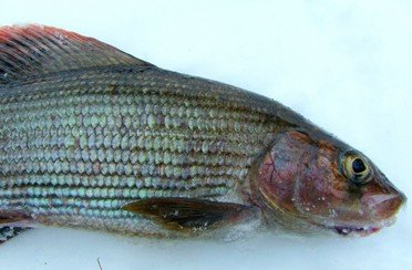 Рыбалка на хариуса. Весенняя подлёдная.. Фото 10239.